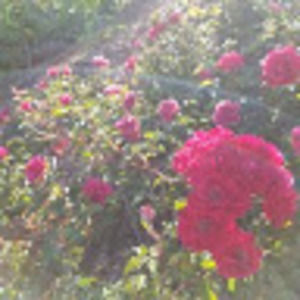 Meet your Posher, Jeannie